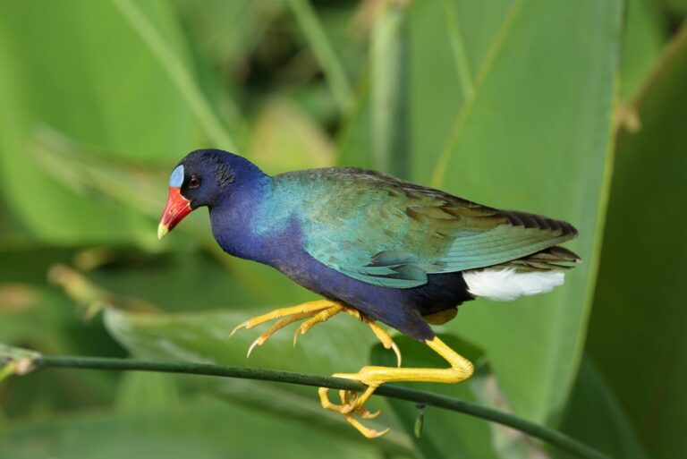 Purple Gallinule