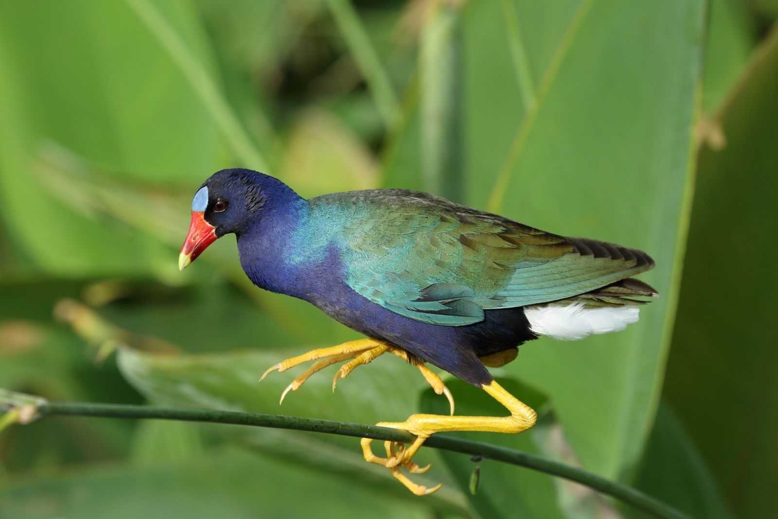 11 Rare Birds Georgia Gardeners Can Spot Across The Southern U.S.