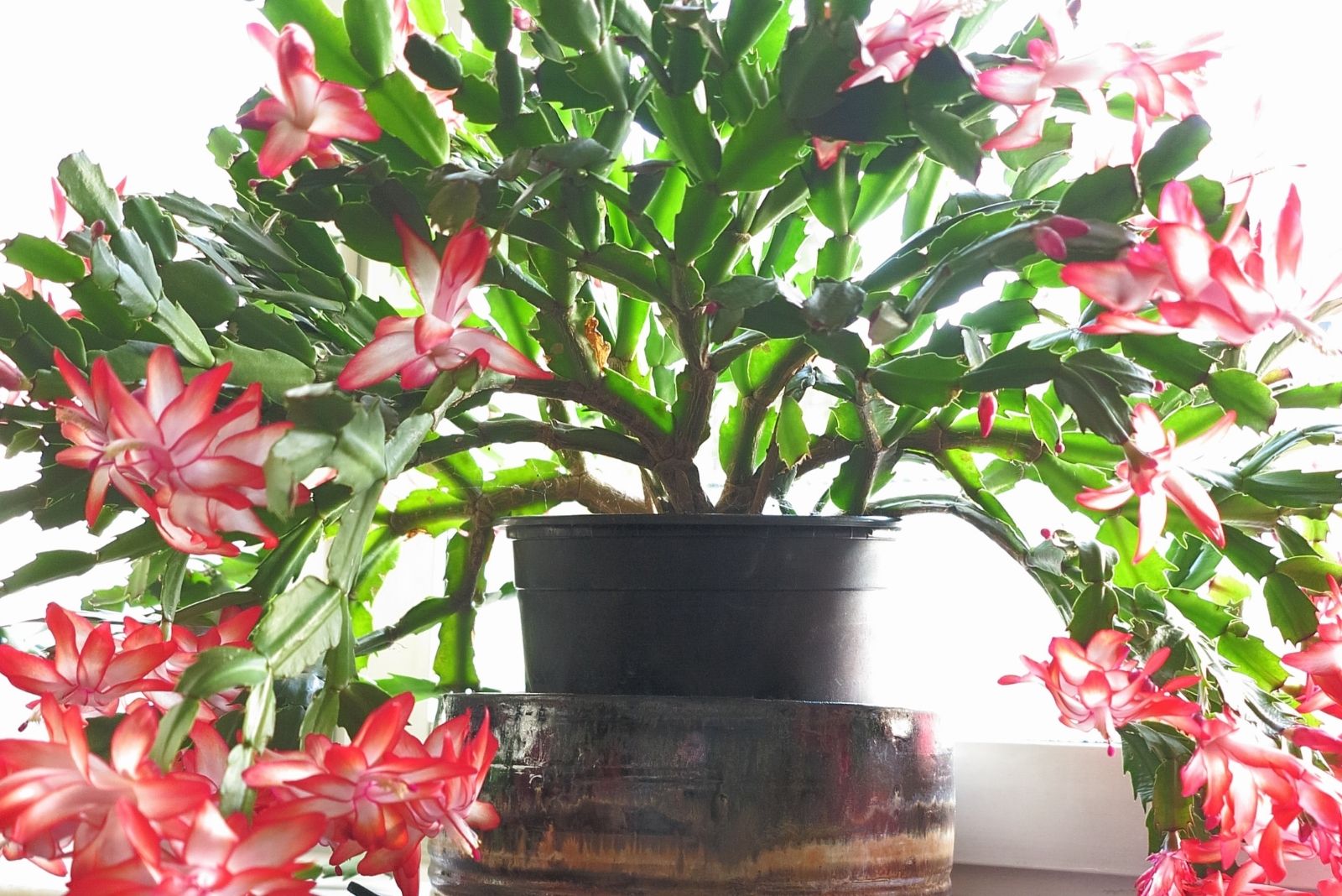 11 Rare Houseplants From Grandma’s Home In Massachusetts That Could Be Worth A Fortune