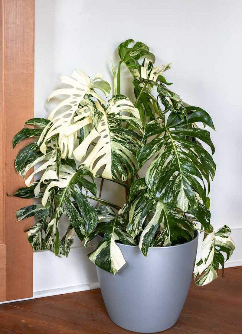Variegated Monstera Deliciosa
