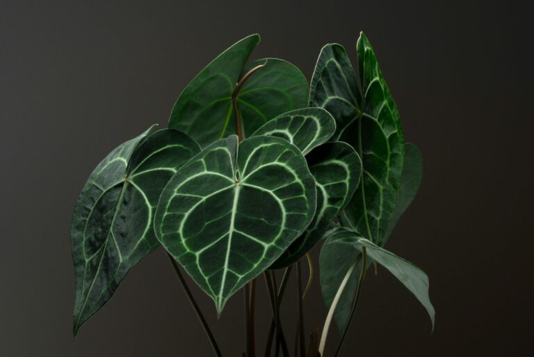 Anthurium Clarinervium