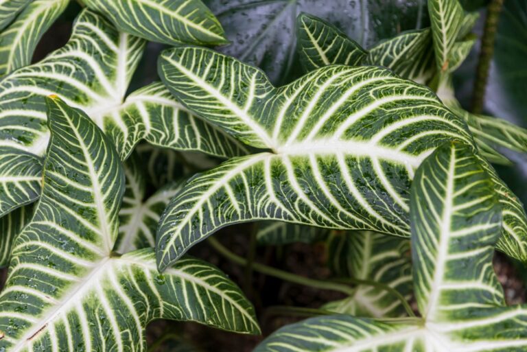 alocasia zebrina