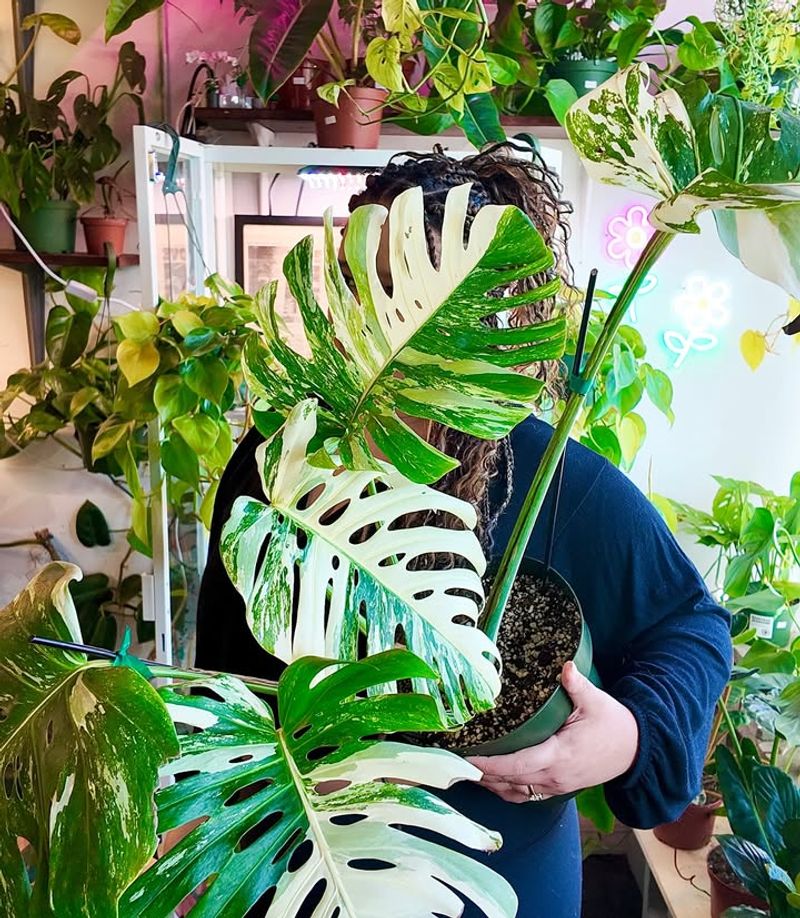 Variegated Monstera Deliciosa