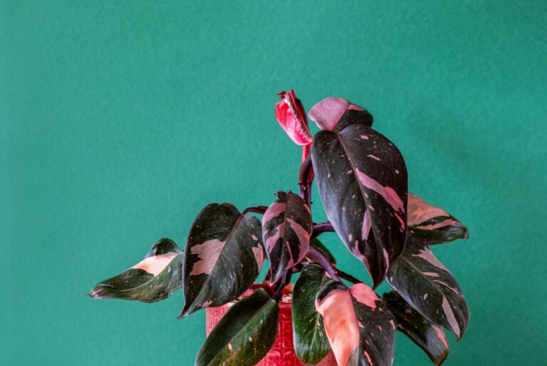 Indoor plant Philodendron Pink Princess
