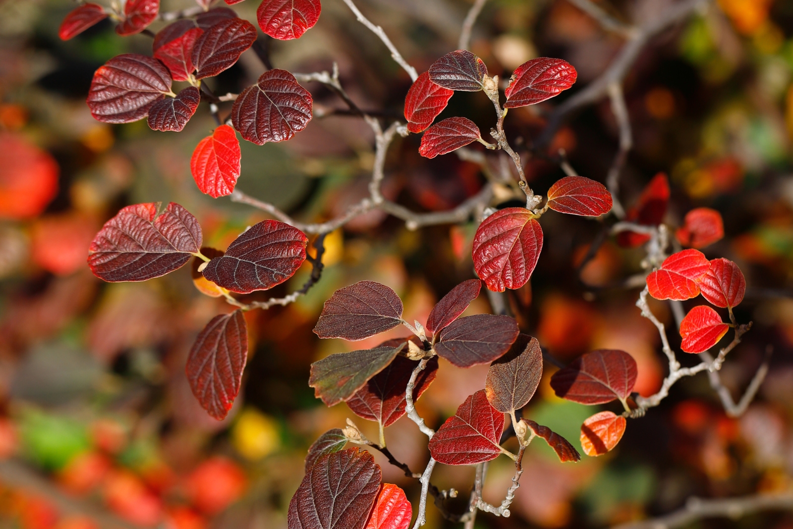 11 Shade Loving Trees And Shrubs That Shine In Fall Across North Carolina