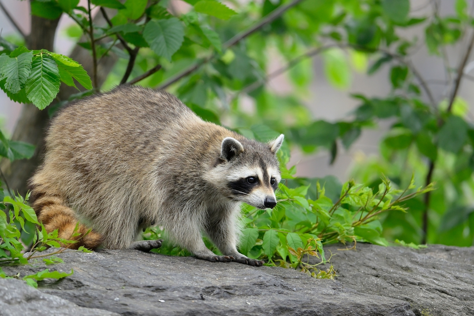 11 Surprising Wild Animals Living In Oregon Cities You Might See At Home