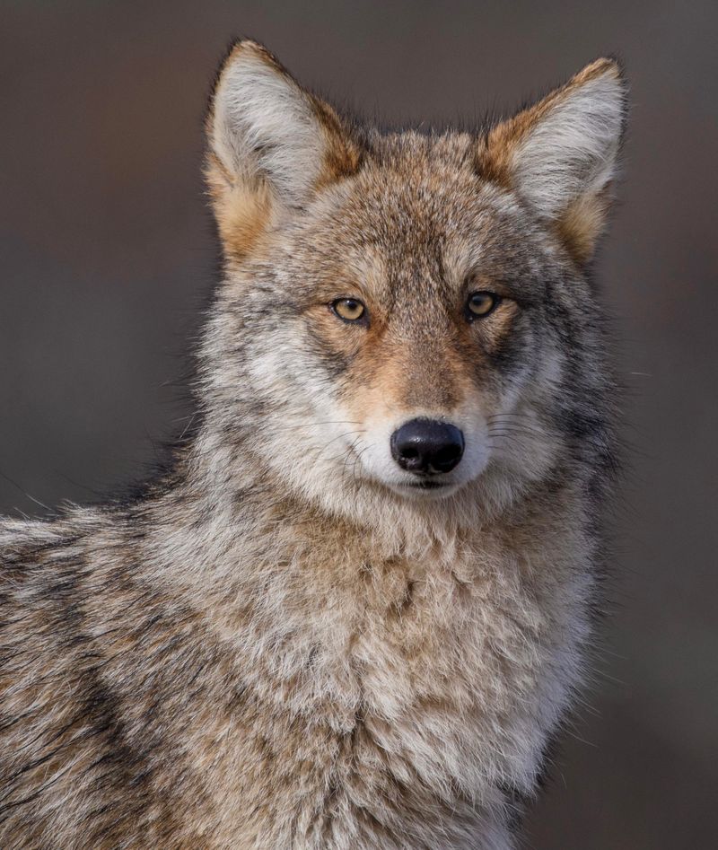 Coyotes