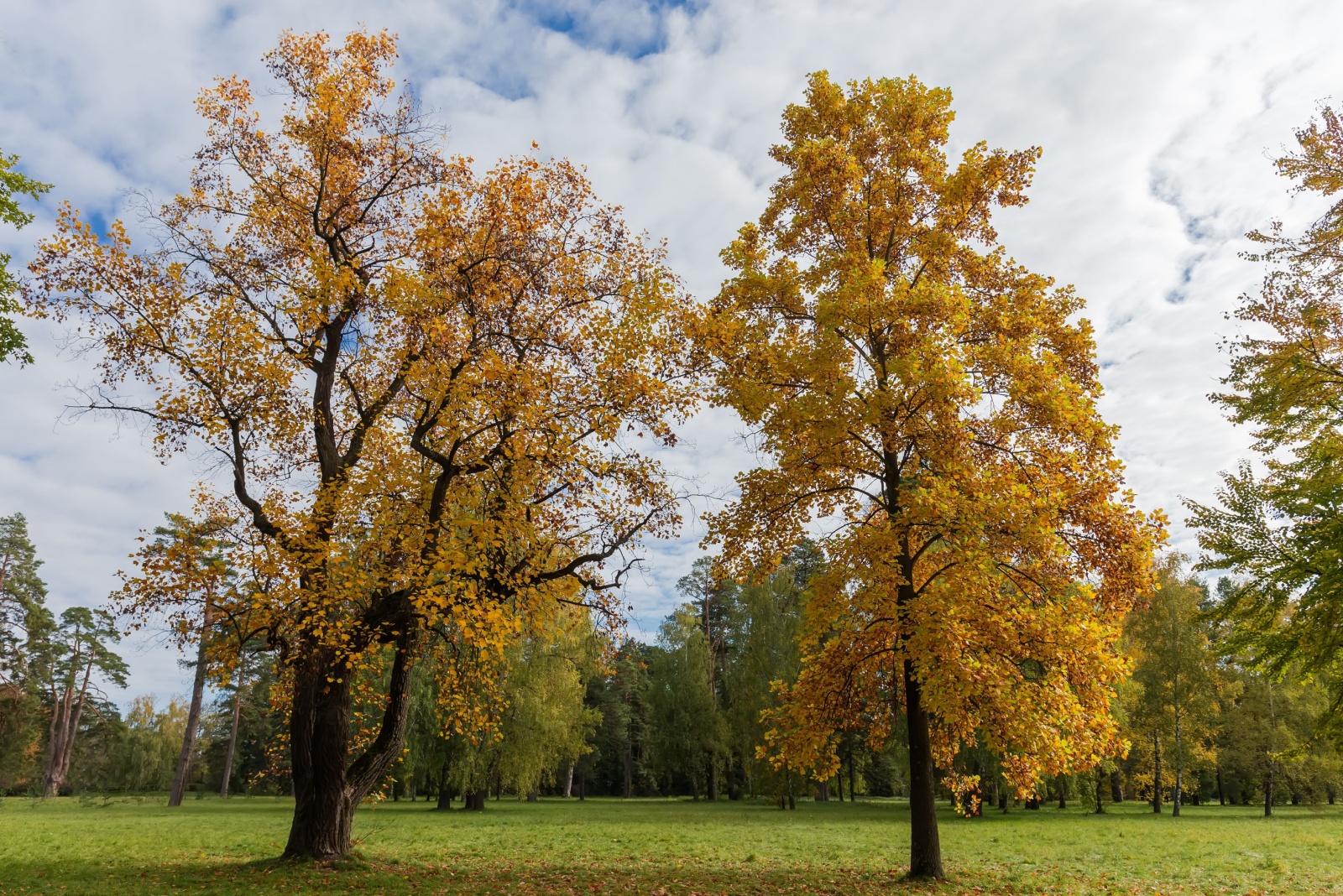11 Tennessee Trees You Should Never Cut Without Permission