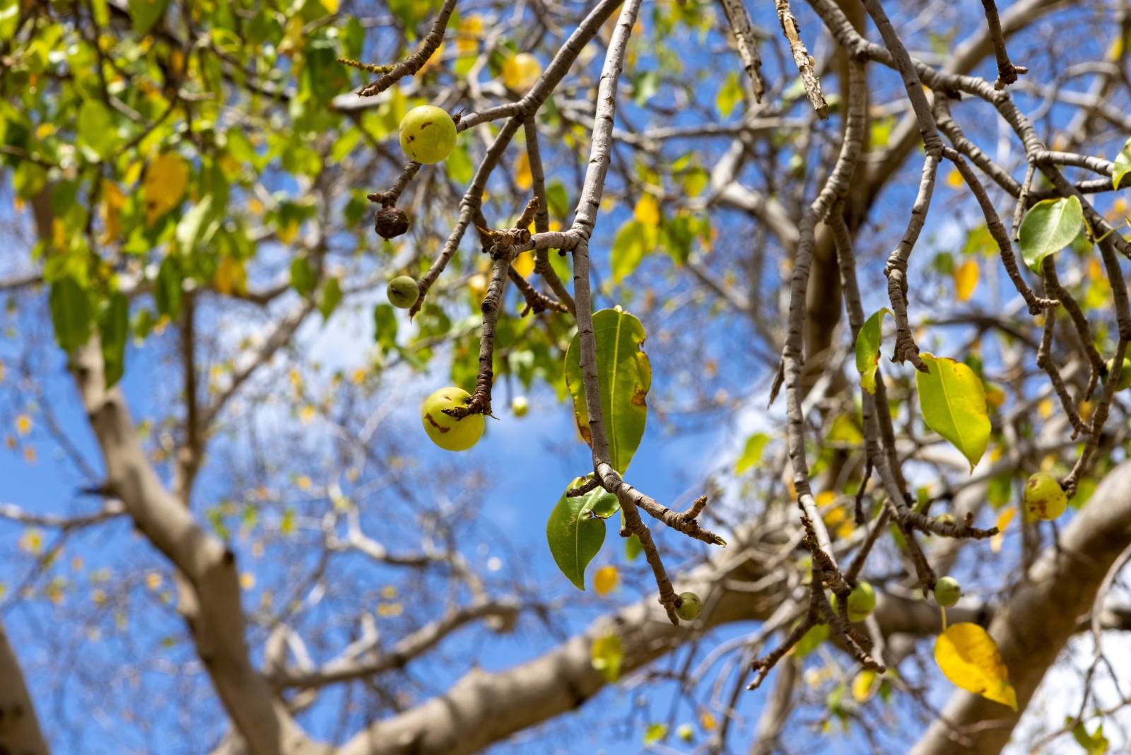 tree (featured image)