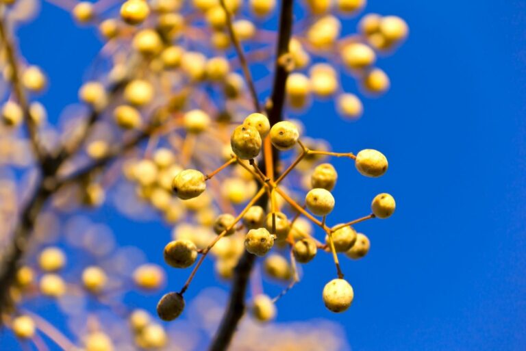 Detail of Chinaberry Tree