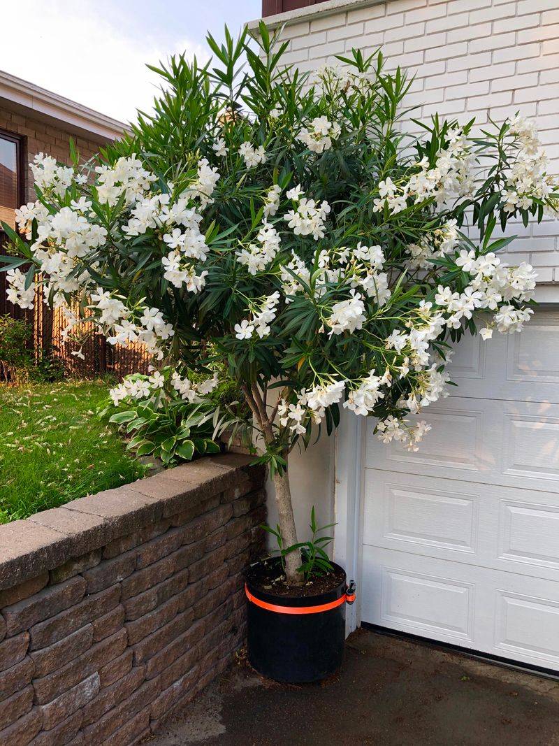 Oleander's Beautiful But Deadly Secret