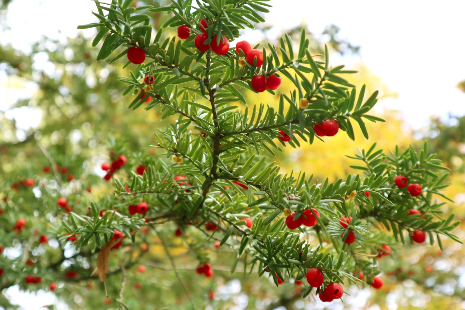 11 Toxic Trees You’ll Want To Avoid In Illinois Yards