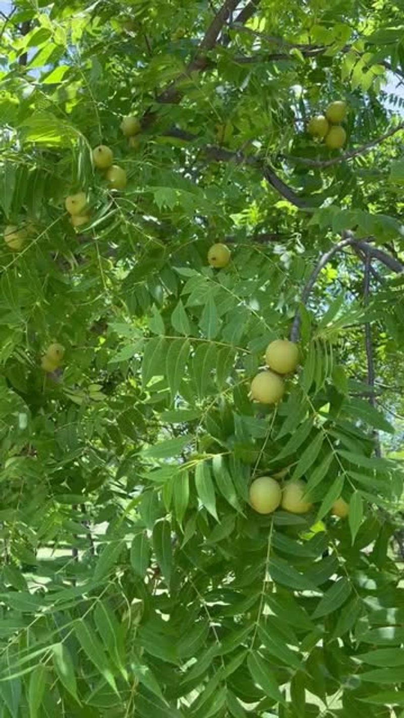 Black Walnut