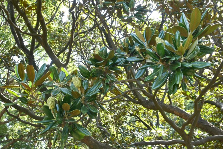 tree (featured image)