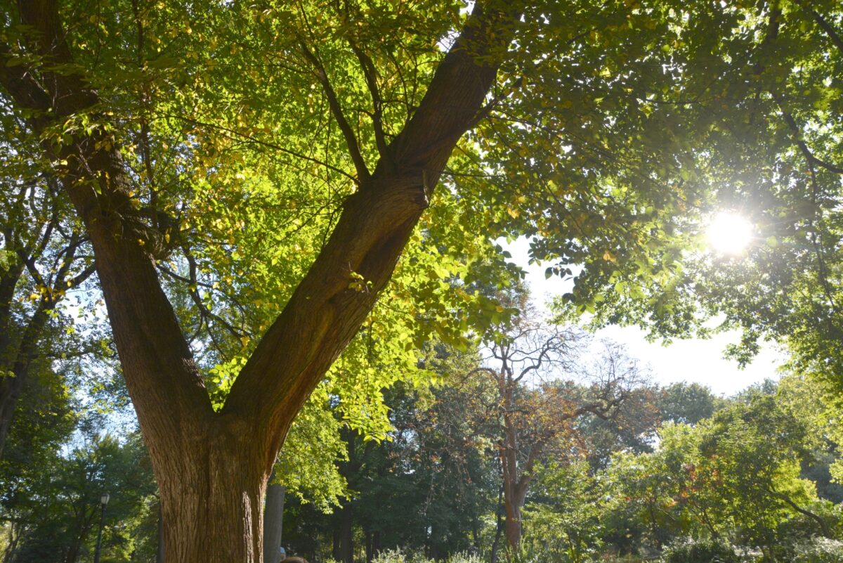 Could Tree 11 Trees That Could Get Massachusetts Homeowners Fined If Cut Down