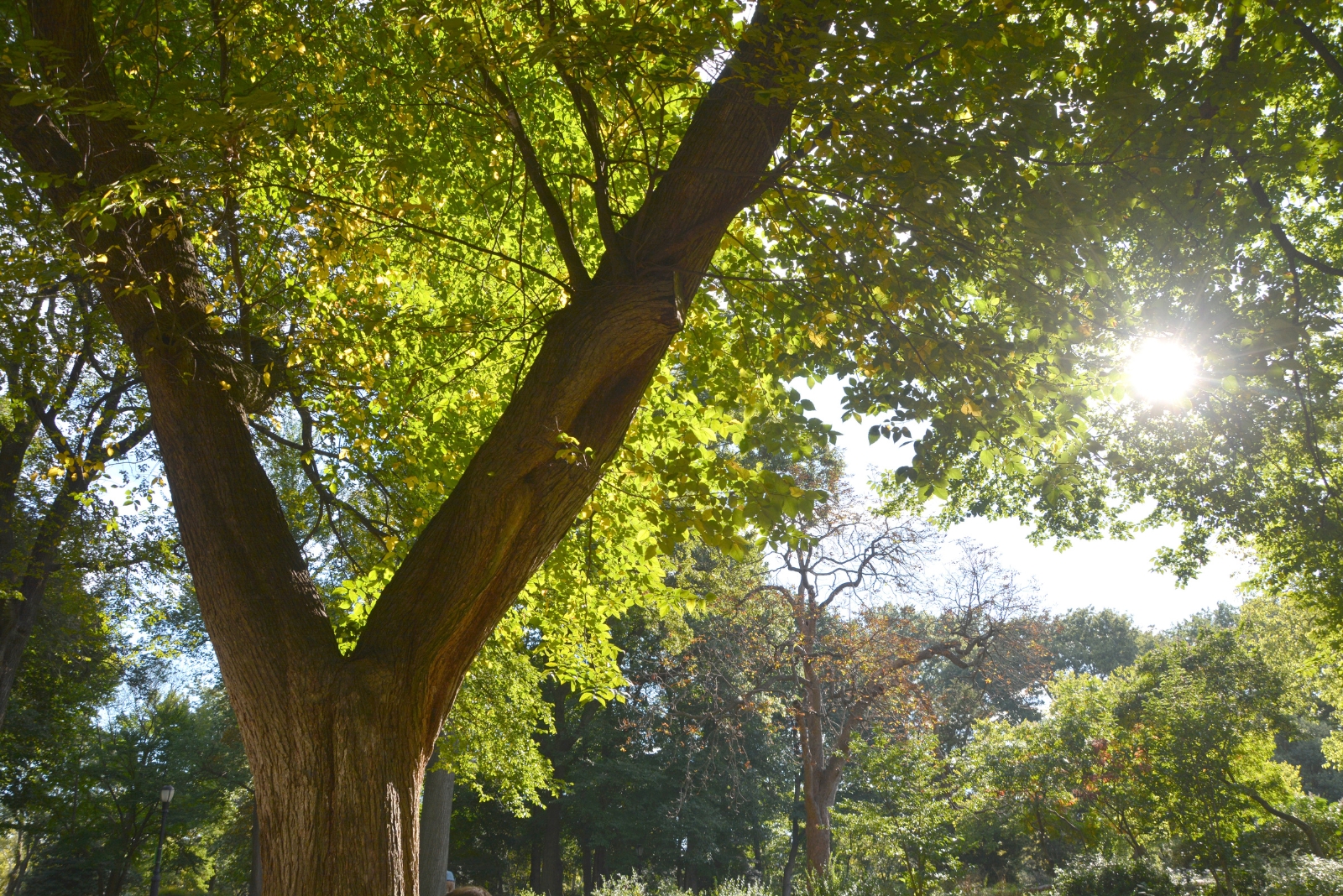 11 Trees That Could Get Massachusetts Homeowners Fined If Cut Down