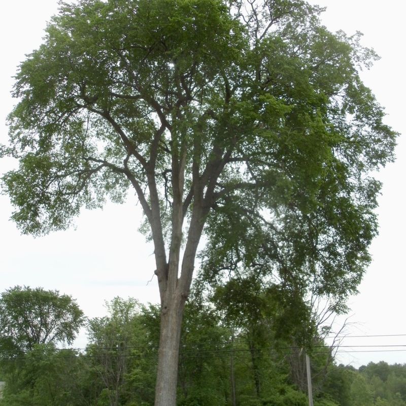 American Elm