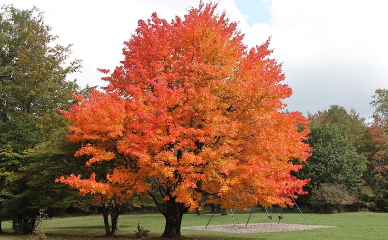 Sugar Maple: Michigan's Autumn Icon