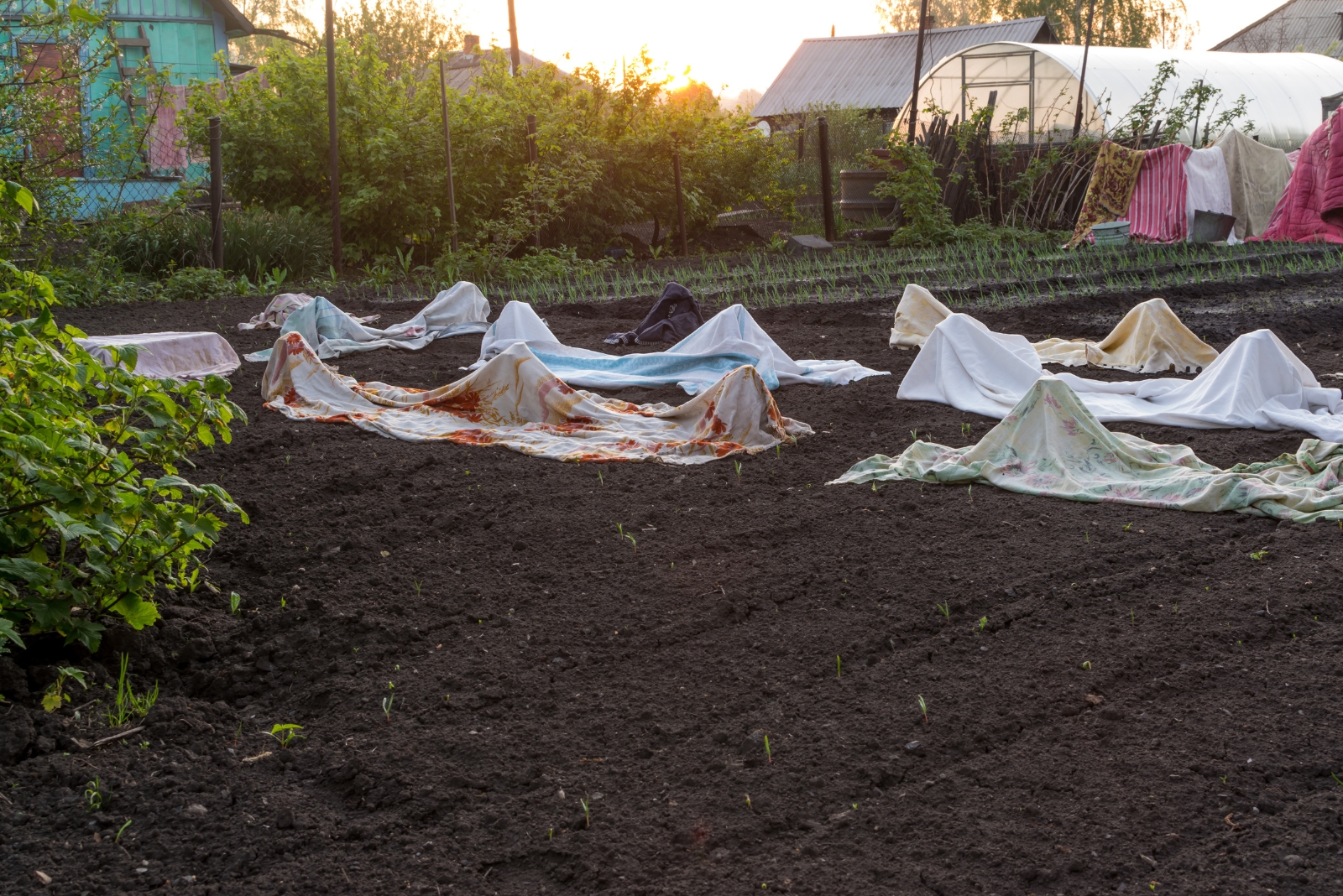 protecting plants from frost (featured image)