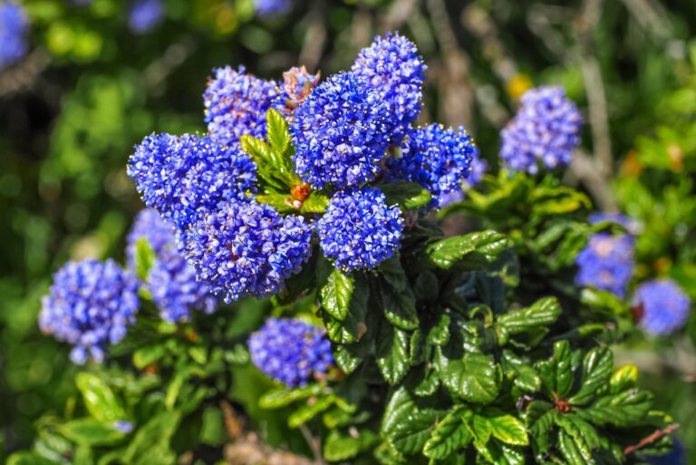 Carmel creeper or Carmel ceanothus griseus