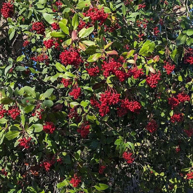 Toyon (Heteromeles arbutifolia)
