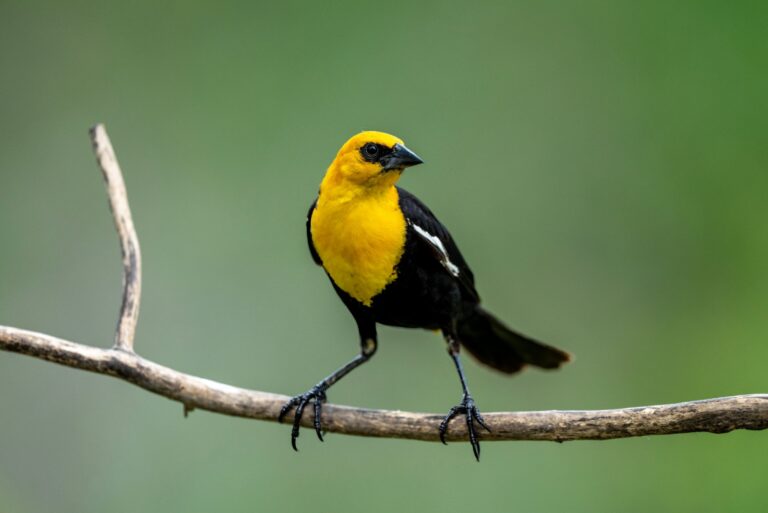 Yellow headed blackbird