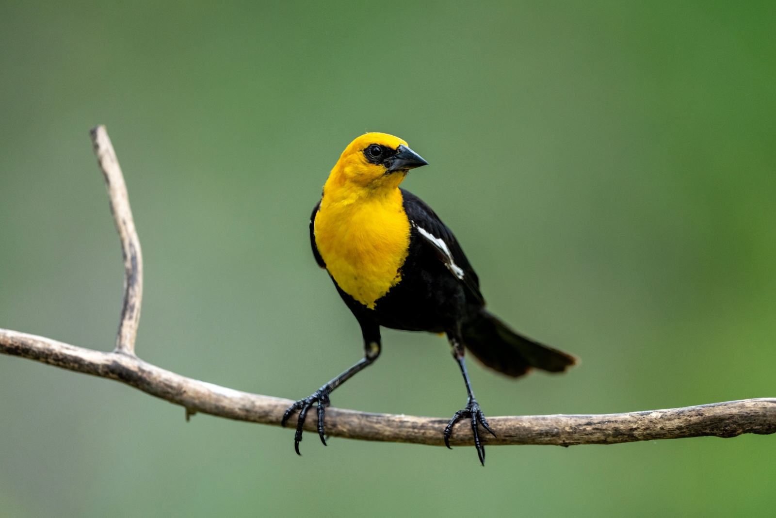 11 Unusually Colored Birds You Might Spot In Your Arizona Backyard