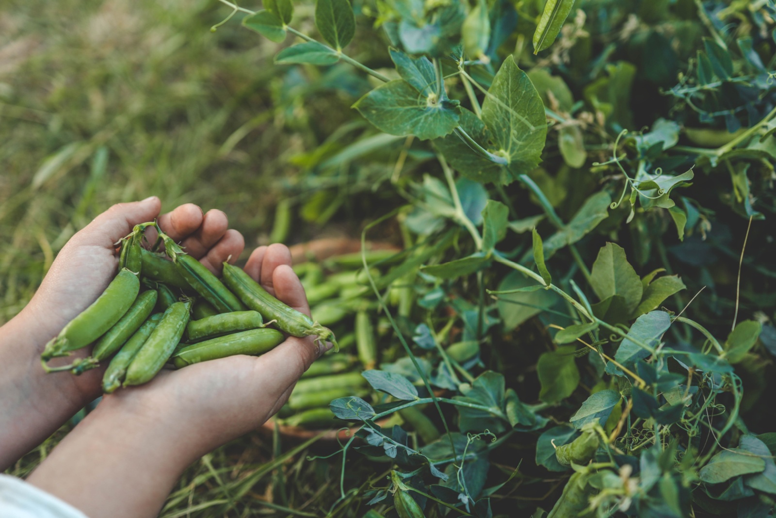 11 Vegetables That Grow Best In Iowa’s Four-Season Climate