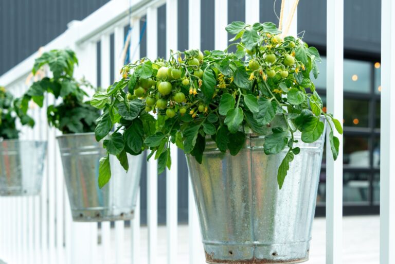 Multiple metal buckets are used as vegetable planters hanging on a white railing