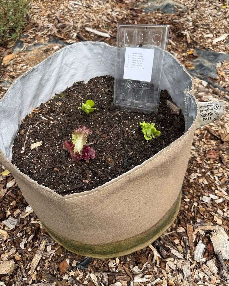 Lettuce