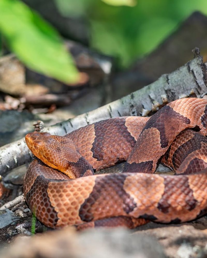 Northern Copperhead