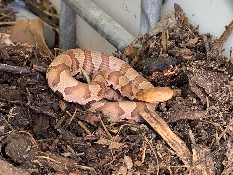 Copperhead Snakes Around Compost Piles