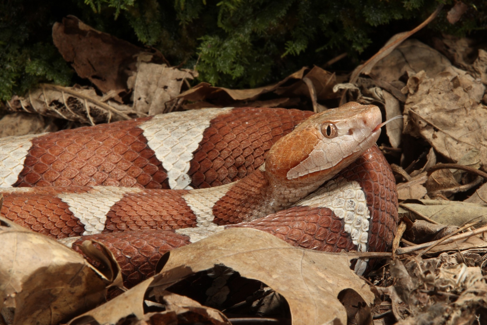 11 Venomous Creatures Nebraska Homeowners Should Watch Out For