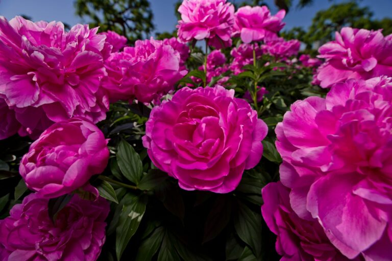 Pink peony flowers are in bloom