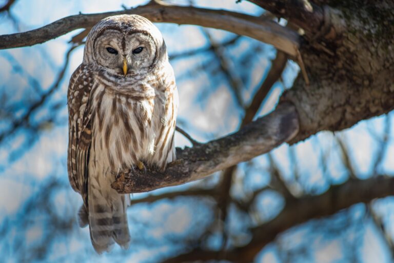 barred owl