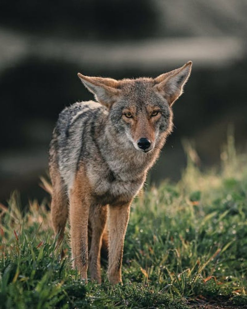 Crafty Coyotes