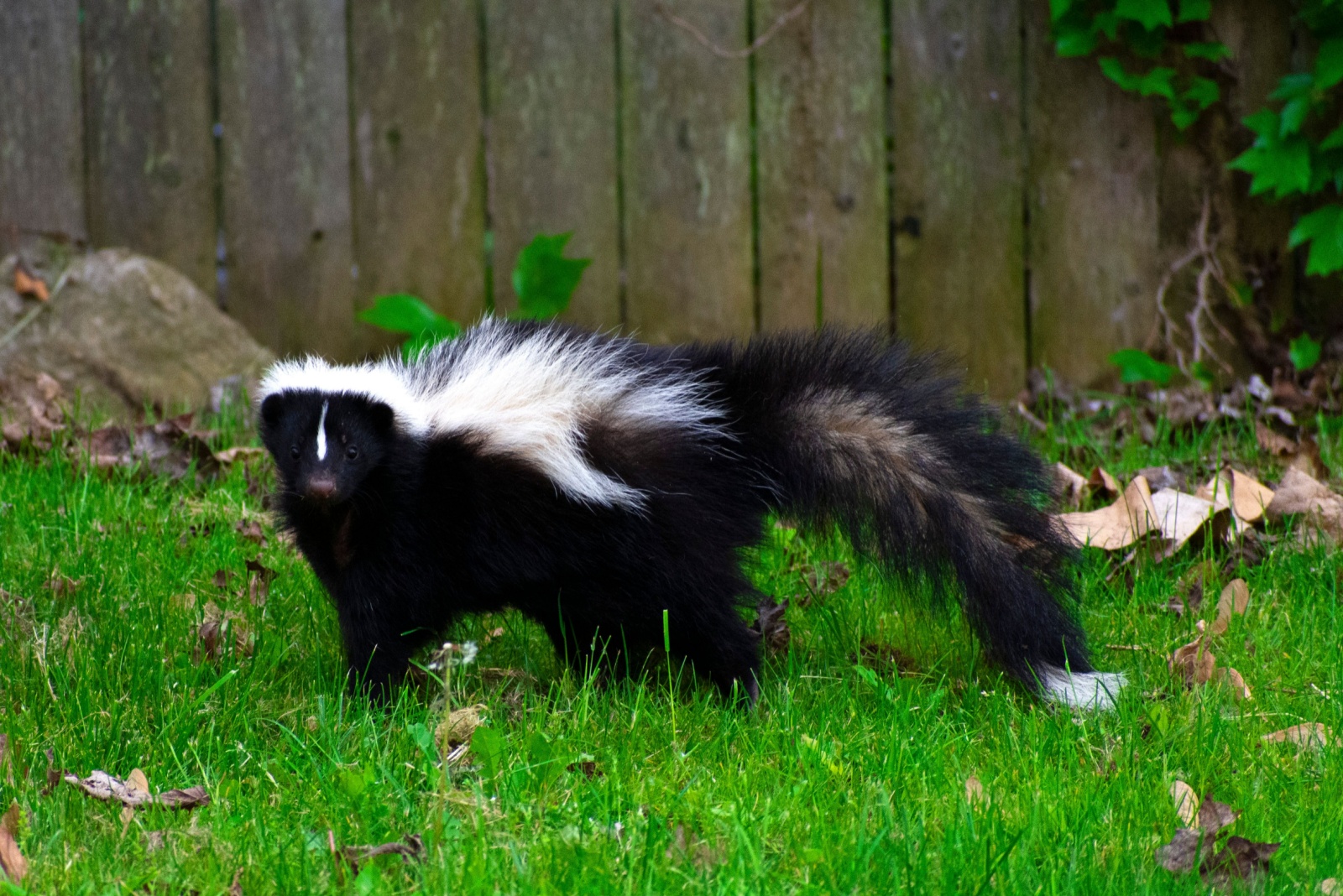 11 Wild Animals Now Thriving In South Carolina Cities You Might Spot At Your Home