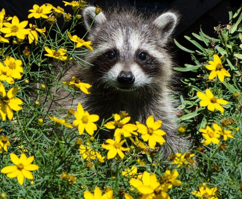 Raccoons Scavenging Near Flower Beds