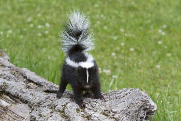 Baby Skunk Ready to Spray