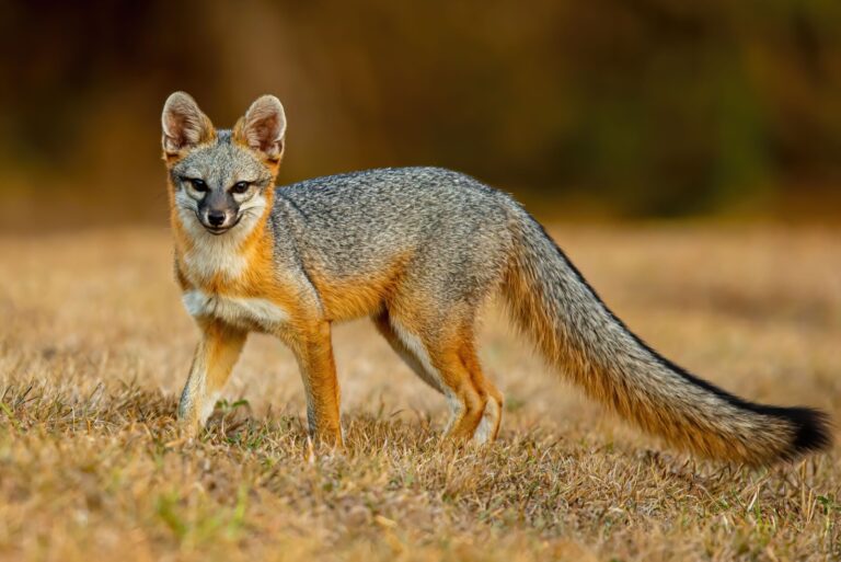 Gray Fox hunts for next meal