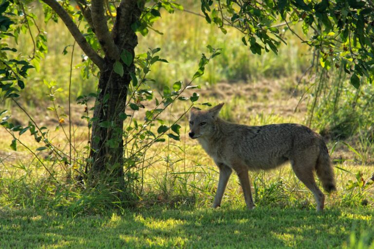 Coyote prowling in the back yard