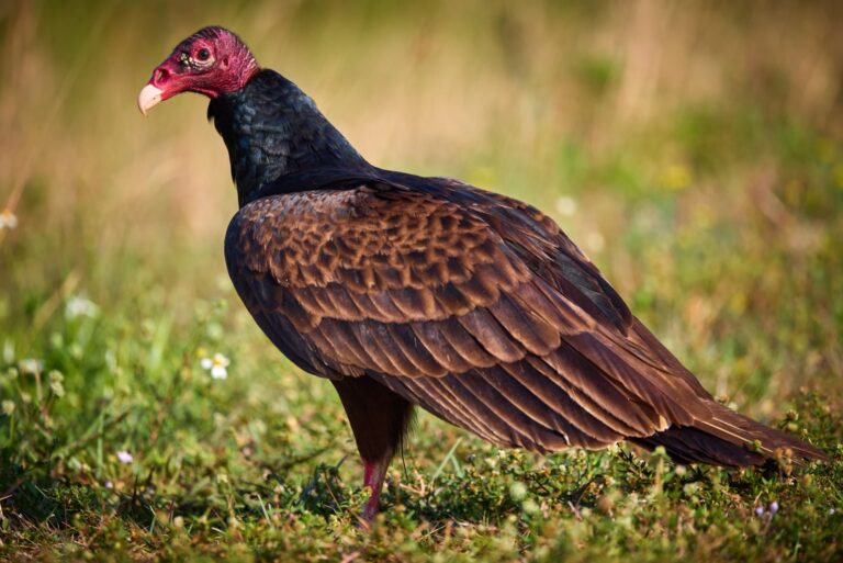 turkey vulture