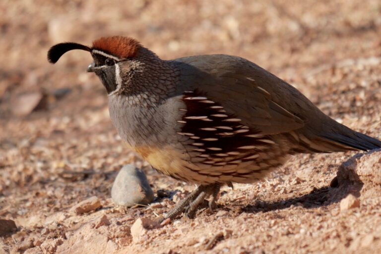 Male Gambel's Quail