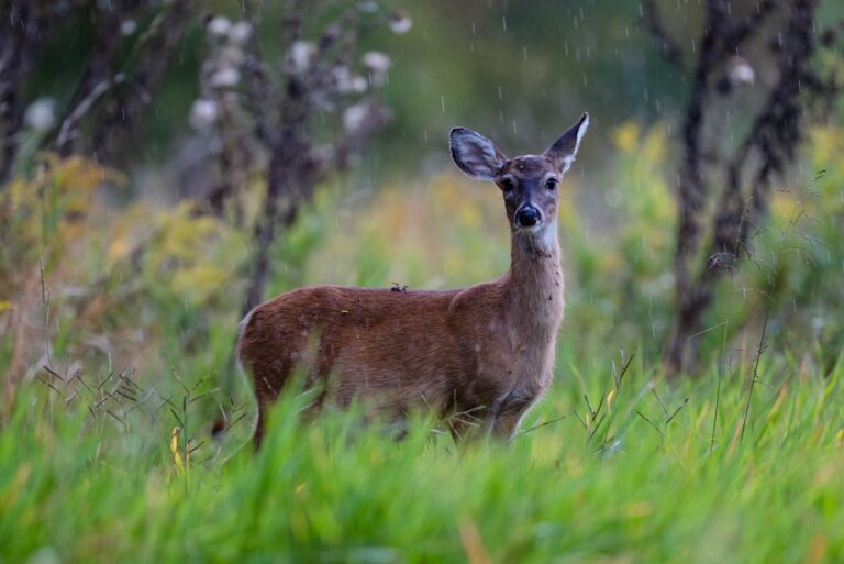 A scenic view of a White-tailed deer