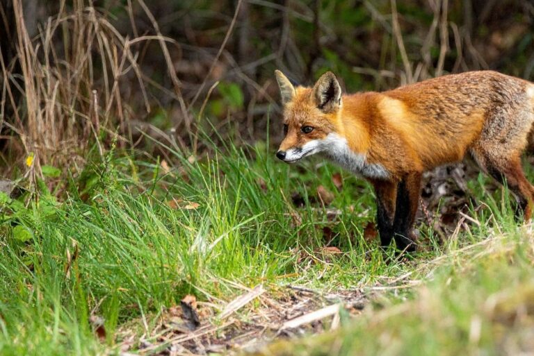 Red Fox in Green Grassy Forest