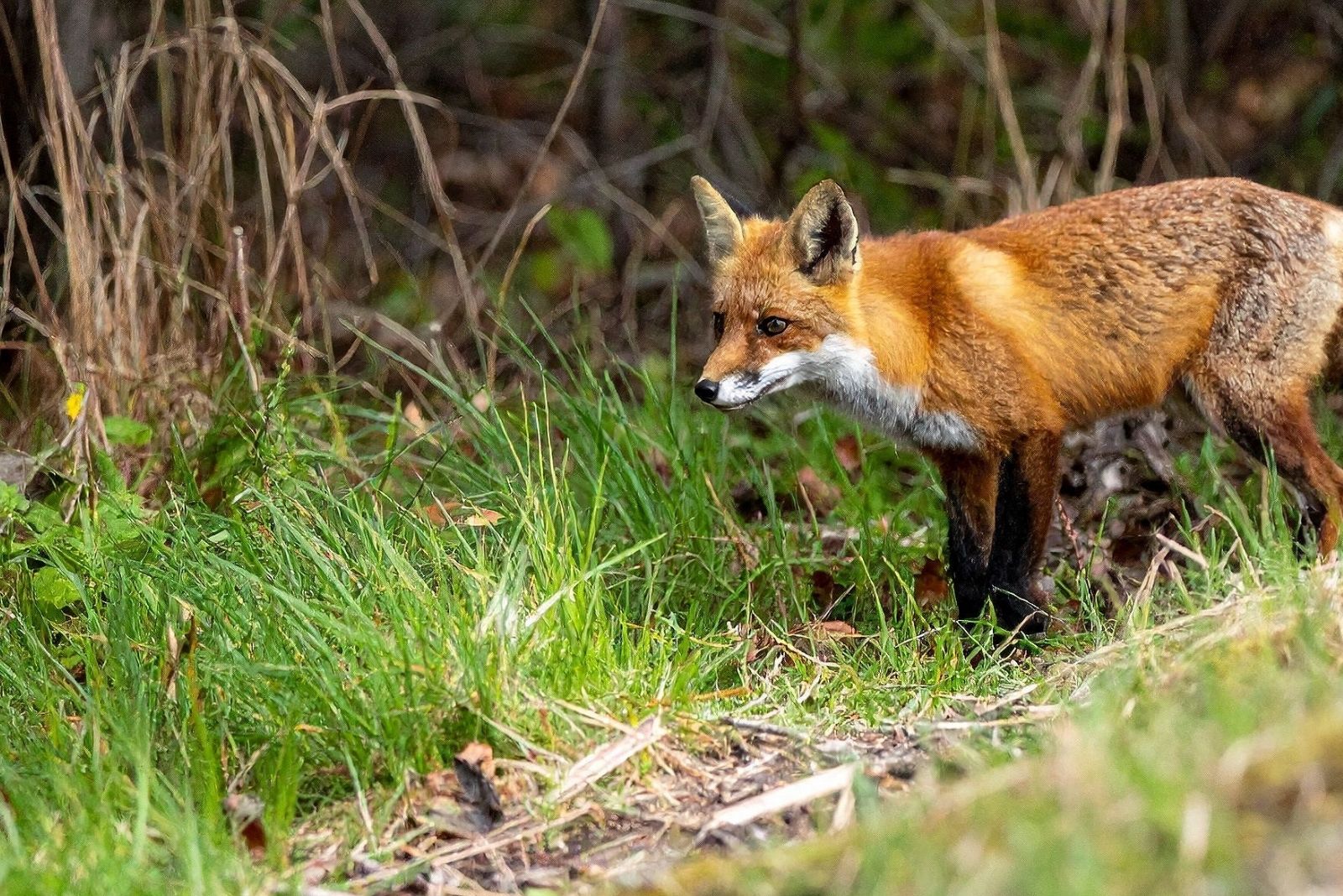 11 Wild Animals Thriving In Wisconsin Cities That Might Already Be In Your Backyard