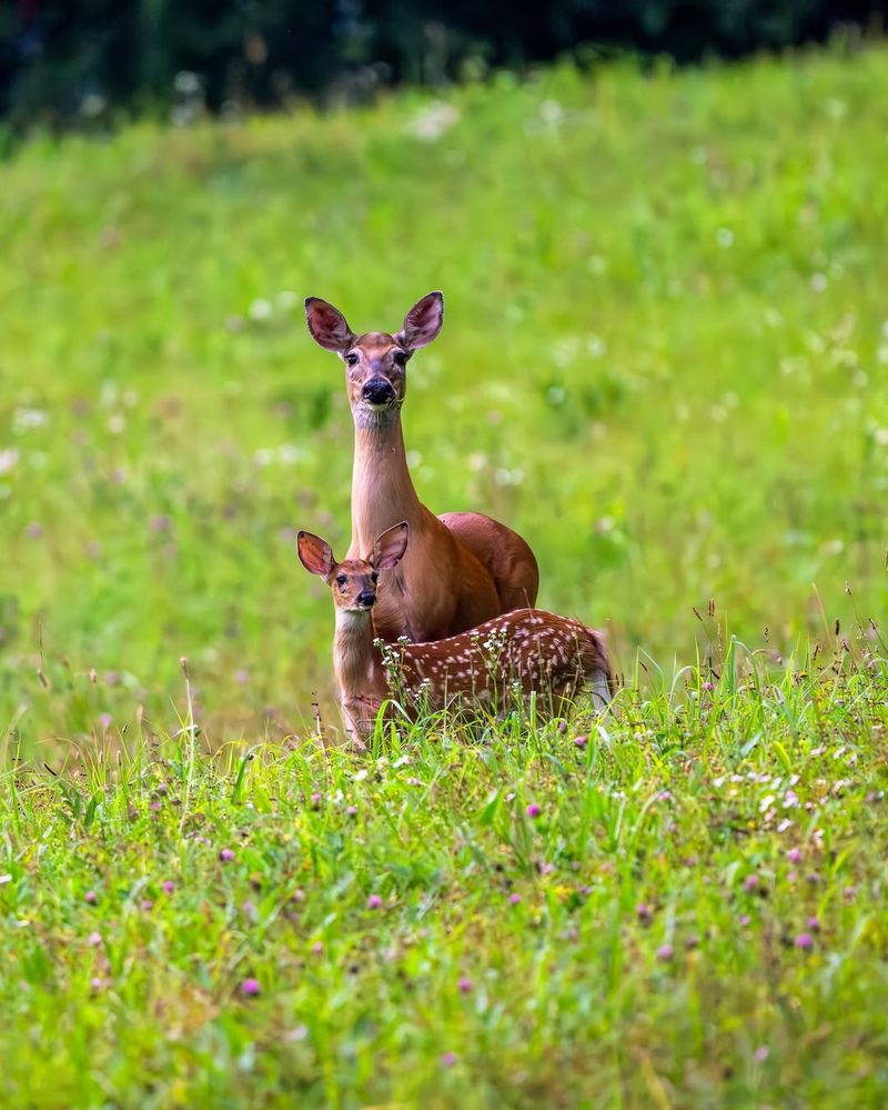 White-Tailed Deer
