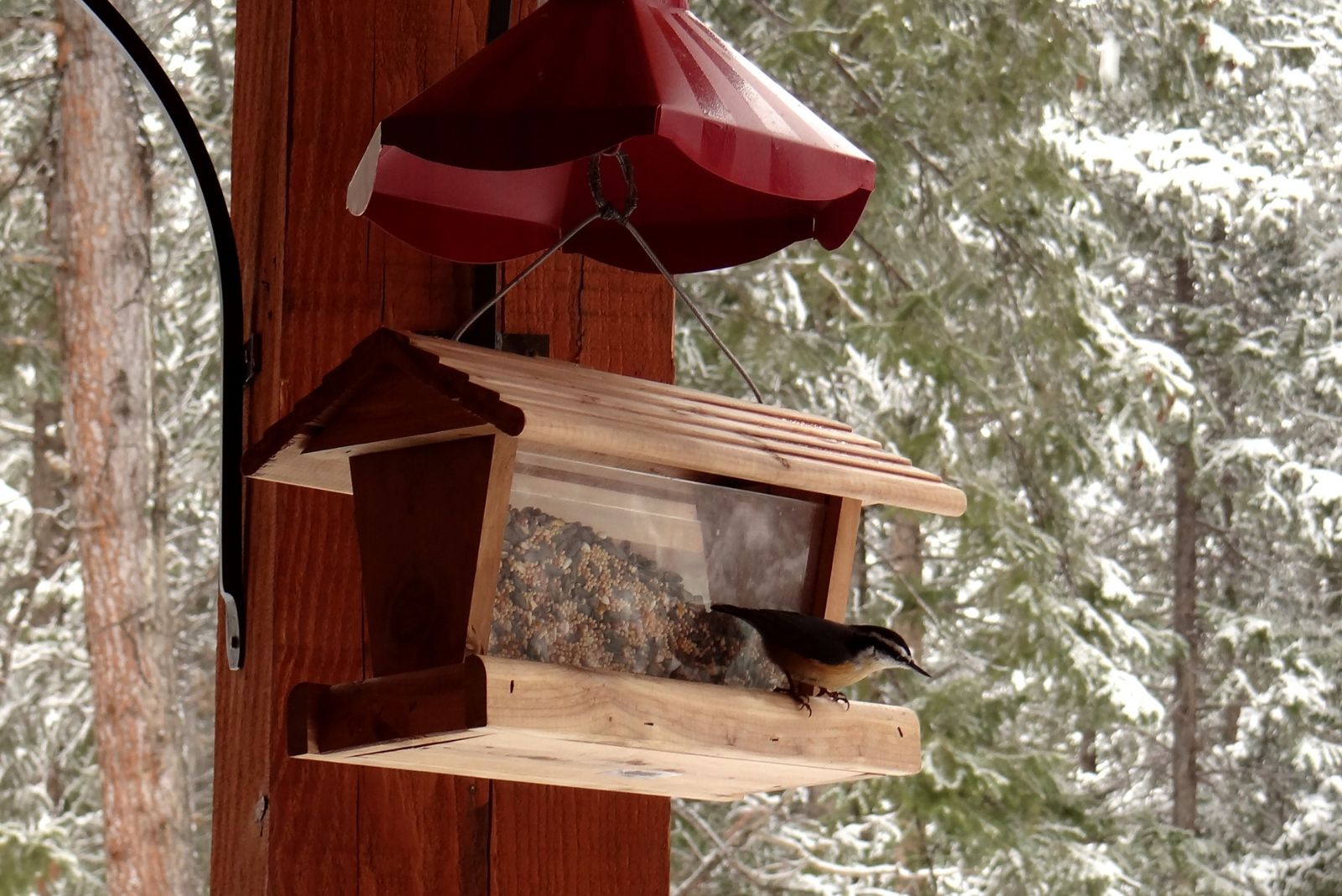 11 Wildlife Gardening Tasks For October In Minnesota
