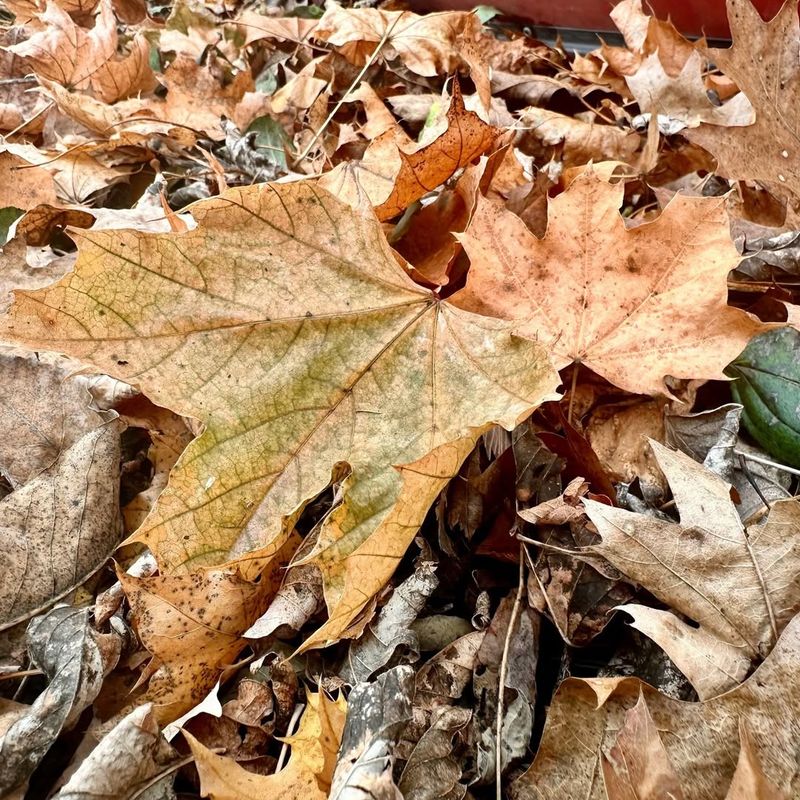 Leave The Leaves Where Possible