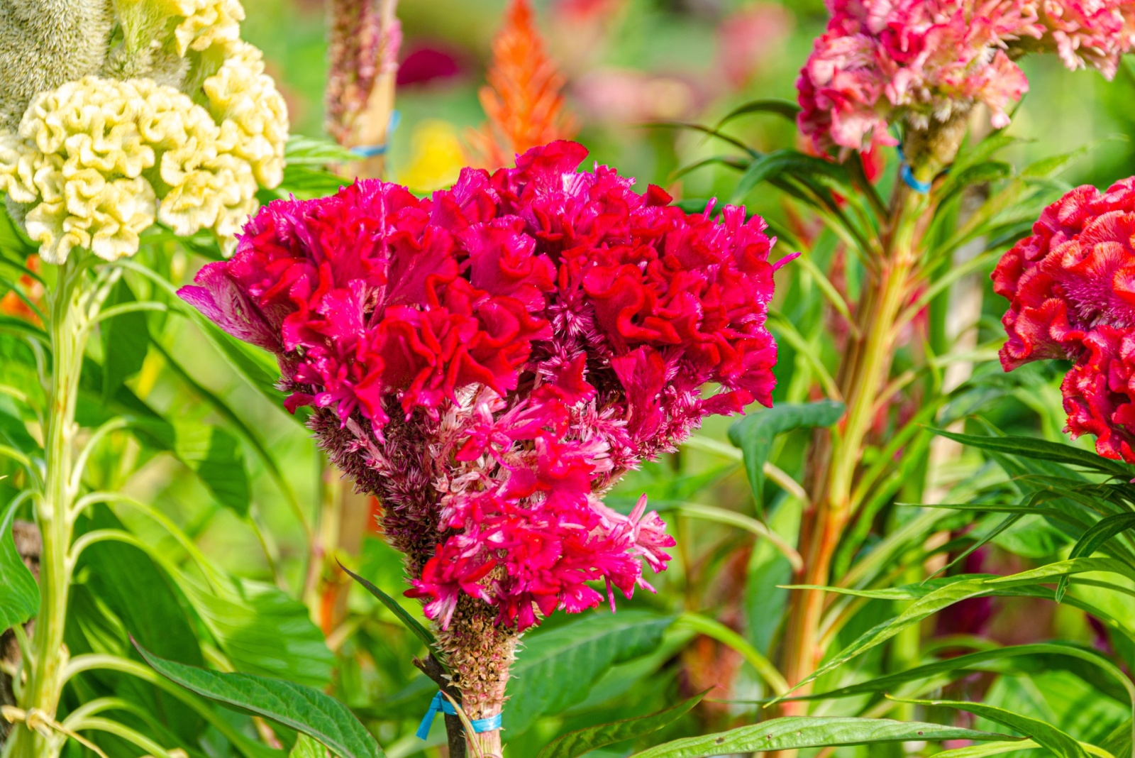 12 Alternatives To Mums For Long Lasting Fall Color In Pennsylvania